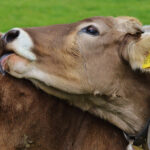 Vaca