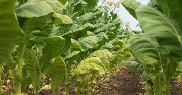 Plantación de tabaco
