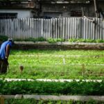 Agricultor campo Cuba Agricultura
