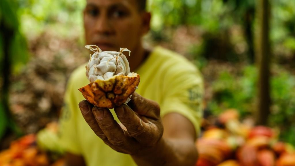 Un agricultor brasileño muestra un cacao en una plantación de Itajuipe, en el estado de Bahía, el 13 de diciembre de 2019