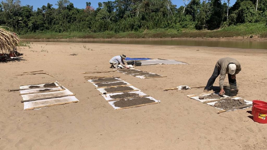 Paleontólogos secando sedimentos tamizados cerca del sitio fósil de Santa Rosa en el Perú amazónico
