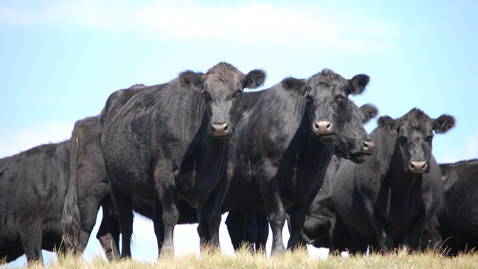 Vacas argentina córdoba