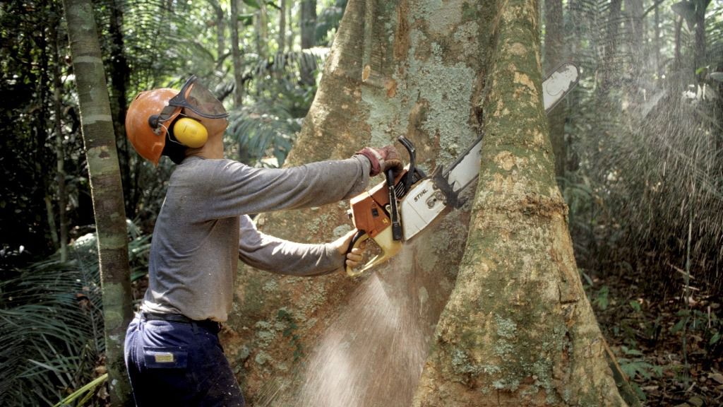 Un leñador utiliza una motosierra para talar un árbol en la selva amazónica
