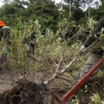Erradicacion de cultivos de coca en en la ciudad de Caballococha