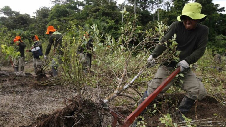 Erradicacion de cultivos de coca en en la ciudad de Caballococha
