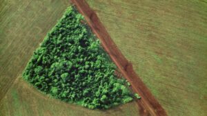 Brasil alcanza cifras récord de deforestación en 2020