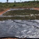 Marihuana destruida por la Secretaría General Antidrogas de Paraguay