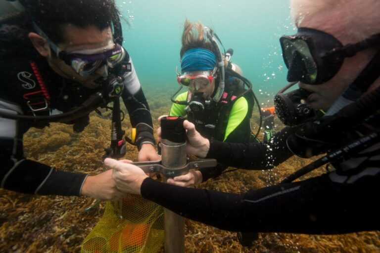 Extracción de muestras de sedimento de los arrecifes de coral del Caribe para averiguar los efectos que han tenido en ellos la actividad humana históricamente. - SEAN MATTSON (STRI)