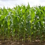 España flexibiliza las condiciones para la importación de maíz de Argentina y Brasil