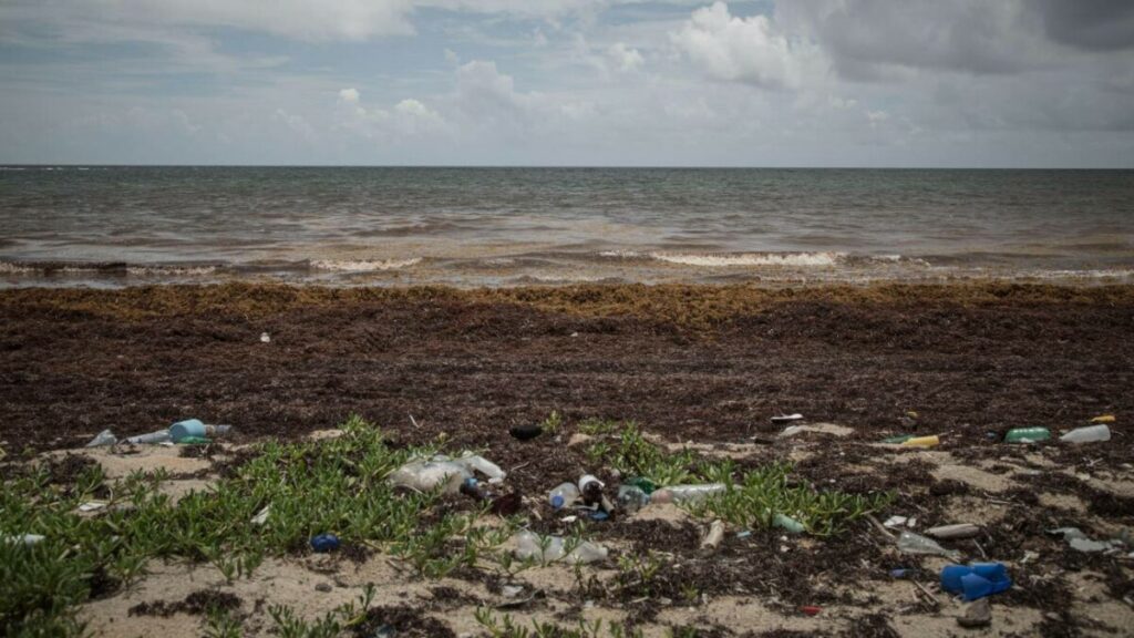 Las macroalgas afectan cada vez más a las regiones costeras del Caribe. / Andrea J. Arratibel