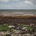 Las macroalgas afectan cada vez más a las regiones costeras del Caribe. / Andrea J. Arratibel