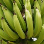 Los bananeros bolivianos acumulan deudas por la falta de pagos de Argentina