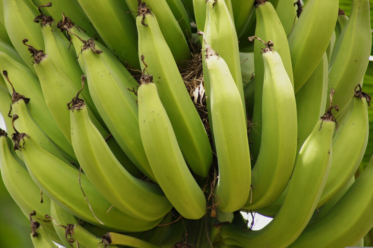 Bananeros