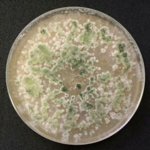 Trichorderma se reconoce muy fácilmente en la placa Petri porque es muy particular, de color muy verde y con una gran plasticidad morfológica. / Luis David Maldonado-Bonilla