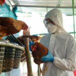 México consigue frenar la gripe aviar, un virus que mantiene al mundo en alerta