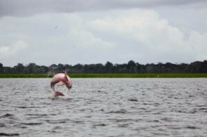 Un delfín rosa en la reserva de desarrollo sostenible de Mamirauá, en el Amazonas. / Marina Gaona, IDSM.