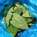 Hojas de Coca